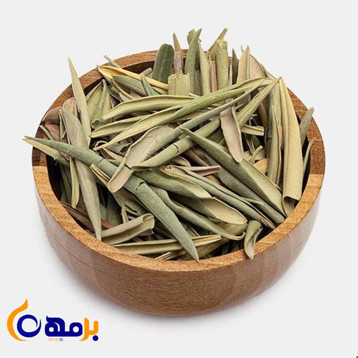 برگ زیتون