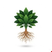 گیاهان دارویی